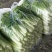 【热卖小白菜量大质优价格优惠一手货源欢迎咨询