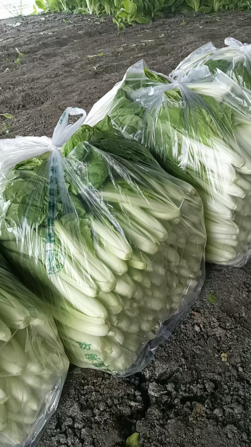 【热卖小白菜量大质优价格优惠一手货源欢迎咨询