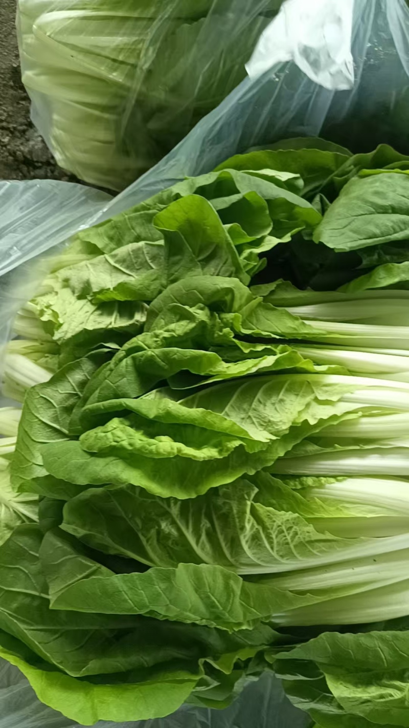 【热卖小白菜量大质优价格优惠一手货源欢迎咨询
