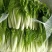 【热卖小白菜量大质优价格优惠一手货源欢迎咨询