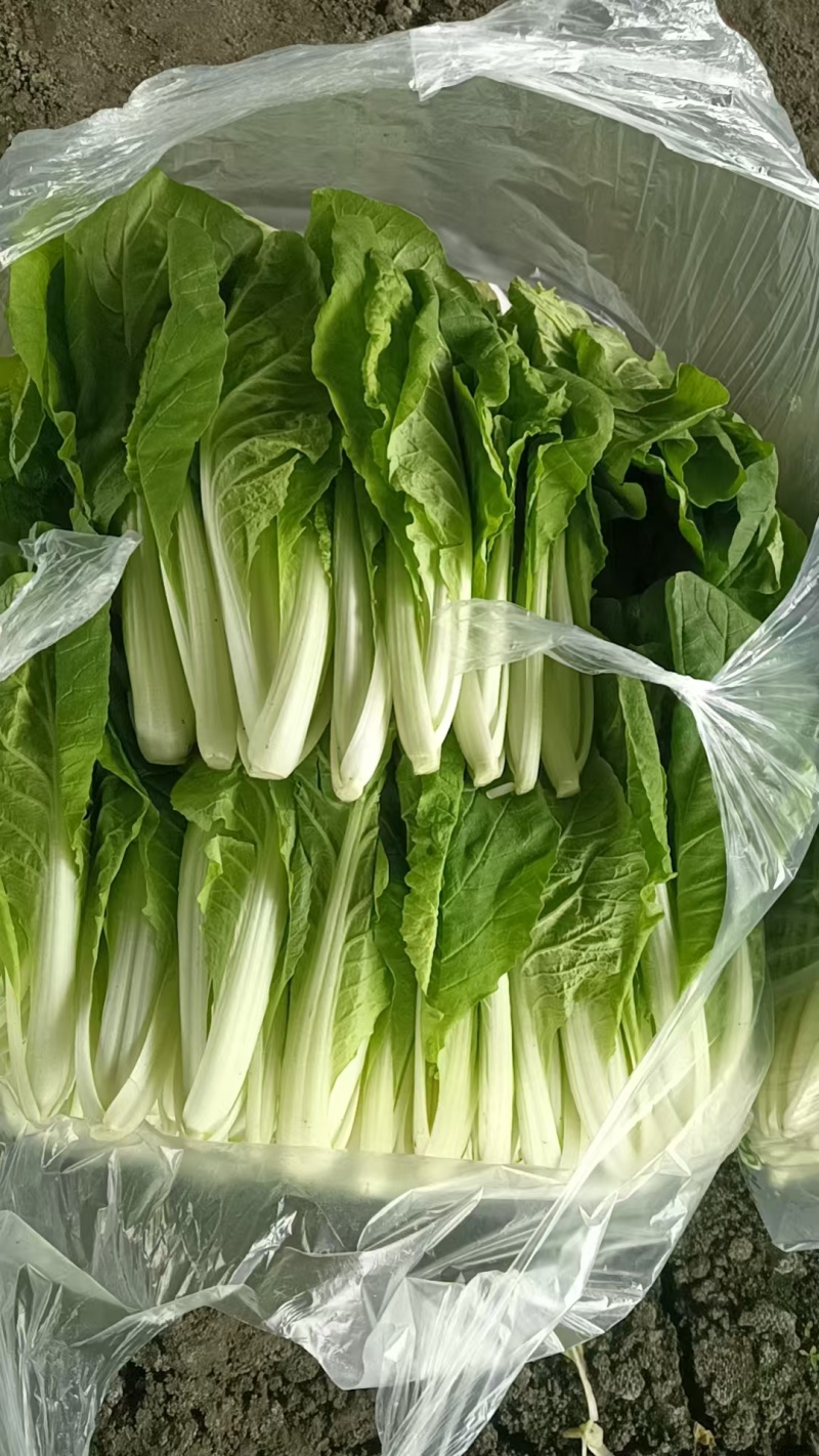 【热卖小白菜量大质优价格优惠一手货源欢迎咨询