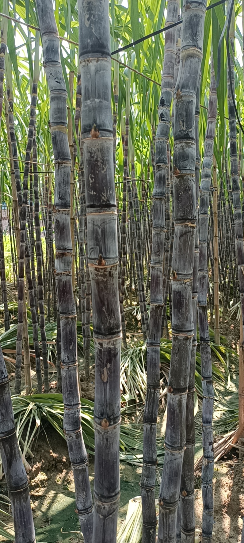 广西精品黑皮甘蔗，基地现货直发，对接电商市场量大从优