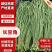长豆角青条豆角河南产区直发保质保量供货对接全国