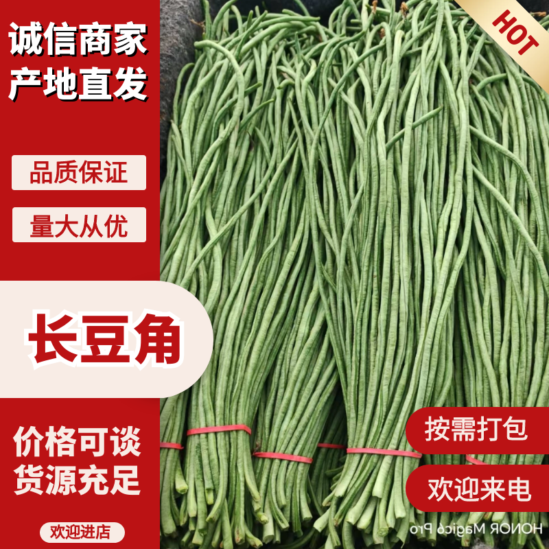 长豆角青条豆角河南产区直发保质保量供货对接全国