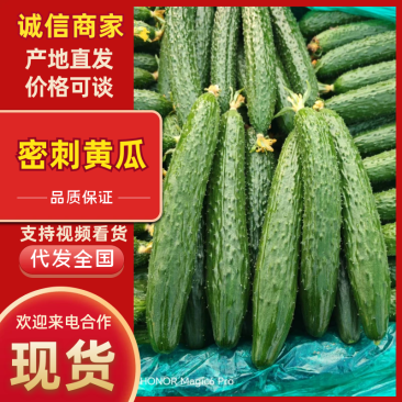 黄瓜精品黄瓜河南产区直发保质保量供货对接全国电商商