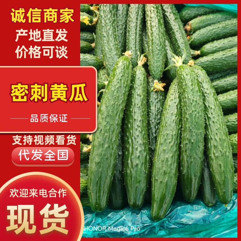 黄瓜精品黄瓜河南产区直发保质保量供货对接全国电商商