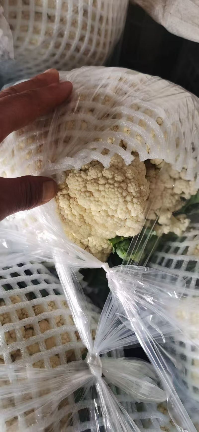 花菜，当季现货，新鲜现摘，产地直发品质保证，量大从优！