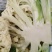 花菜，当季现货，新鲜现摘，产地直发品质保证，量大从优！