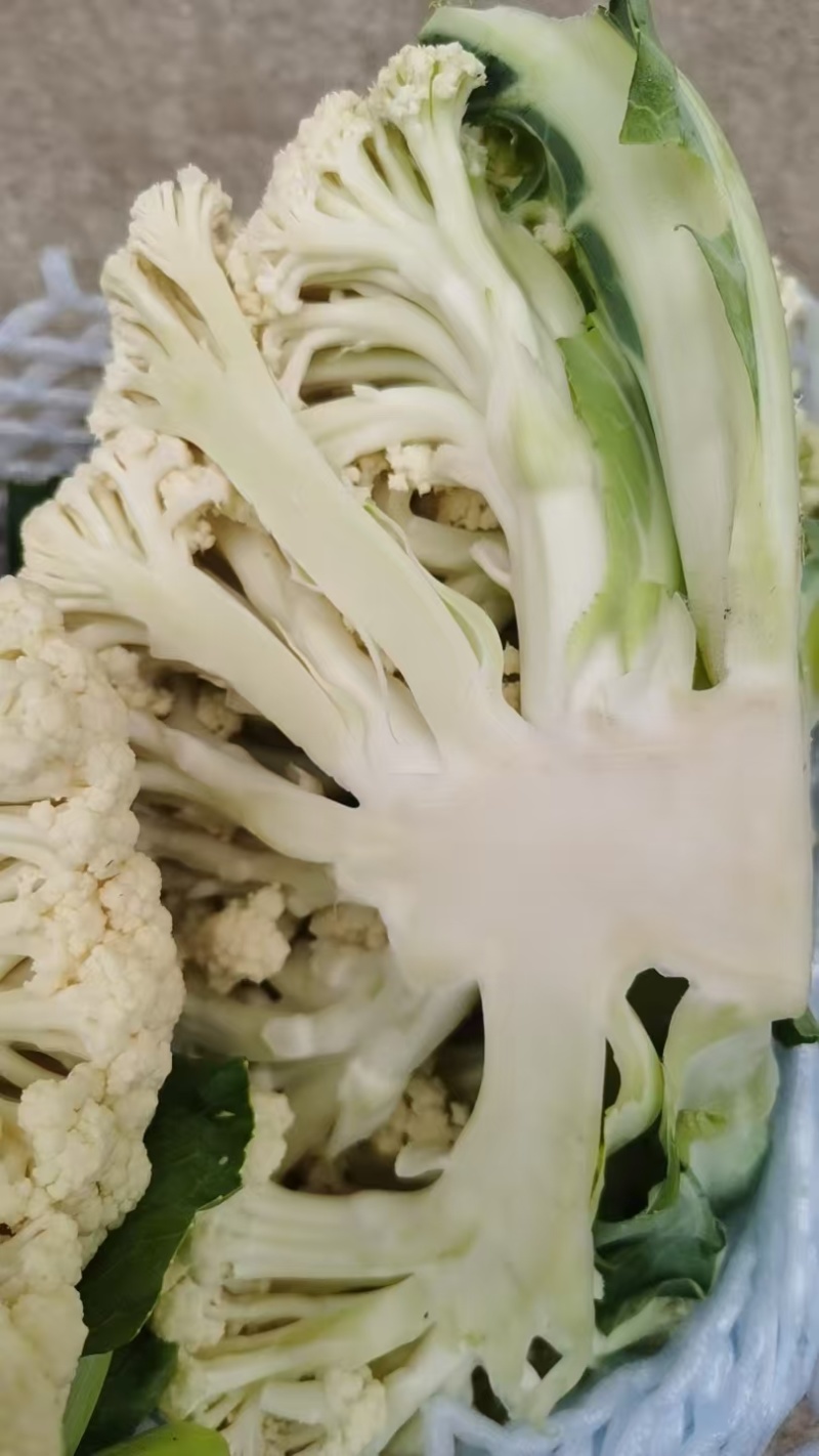 花菜，当季现货，新鲜现摘，产地直发品质保证，量大从优！