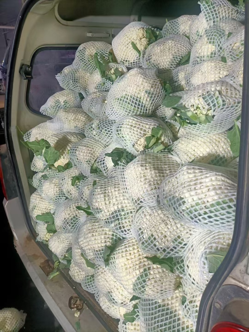 花菜，当季现货，新鲜现摘，产地直发品质保证，量大从优！