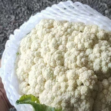 花菜，当季现货，新鲜现摘，产地直发品质保证，量大从优！