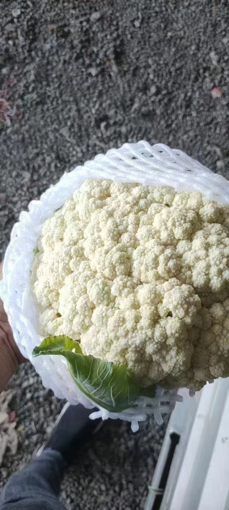 花菜，当季现货，新鲜现摘，产地直发品质保证，量大从优！