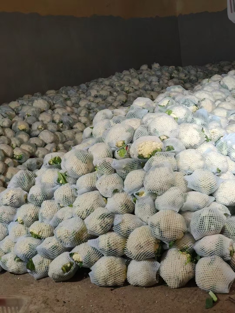 花菜，当季现货，新鲜现摘，产地直发品质保证，量大从优！