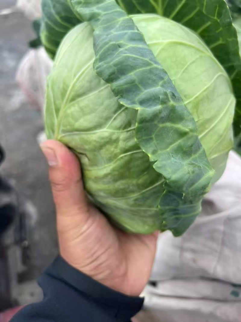 甘蓝，当季现货，新鲜现摘，产地直发品质保证，量大从优