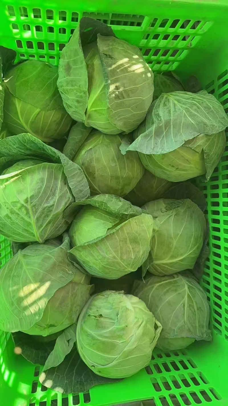 甘蓝，当季现货，新鲜现摘，产地直发品质保证，量大从优