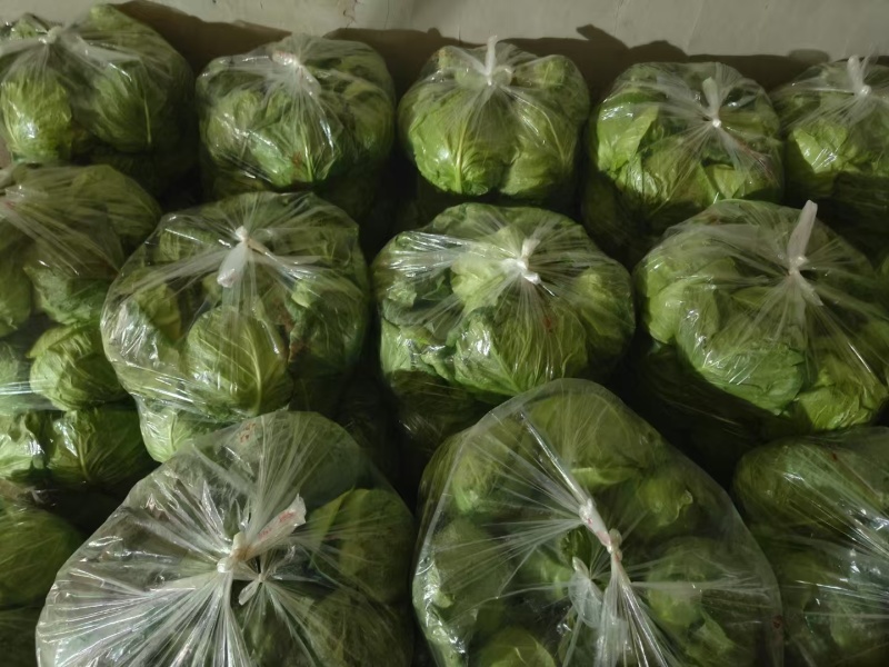 甘蓝，当季现货，新鲜现摘，产地直发品质保证，量大从优
