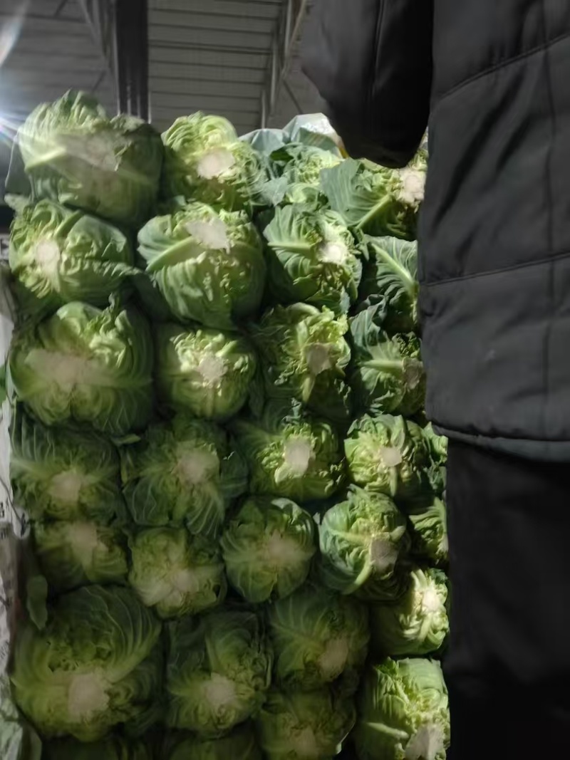甘蓝，当季现货，新鲜现摘，产地直发品质保证，量大从优