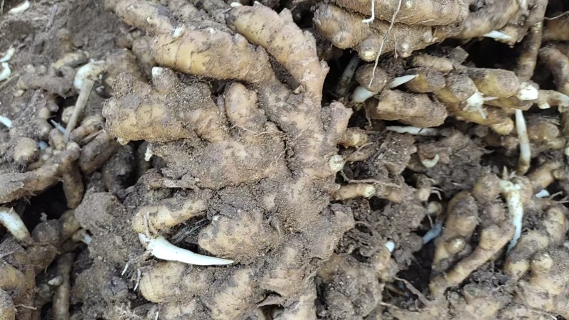 小黄姜