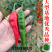 苏润樟树1号辣椒种子早熟杂交高品质正宗樟树港辣椒短羊角