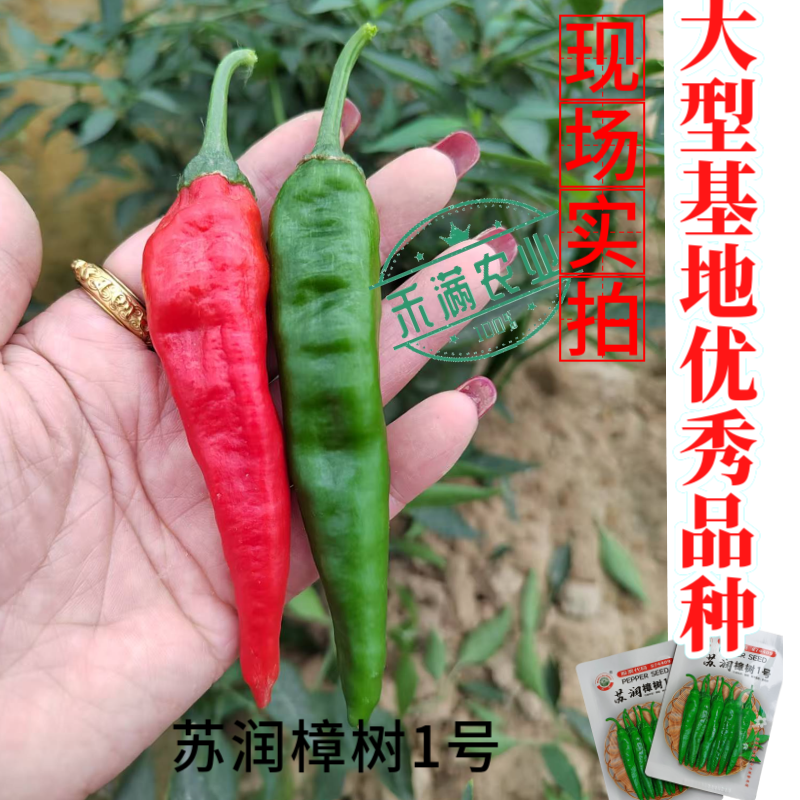 苏润樟树1号辣椒种子早熟杂交高品质正宗樟树港辣椒短羊角