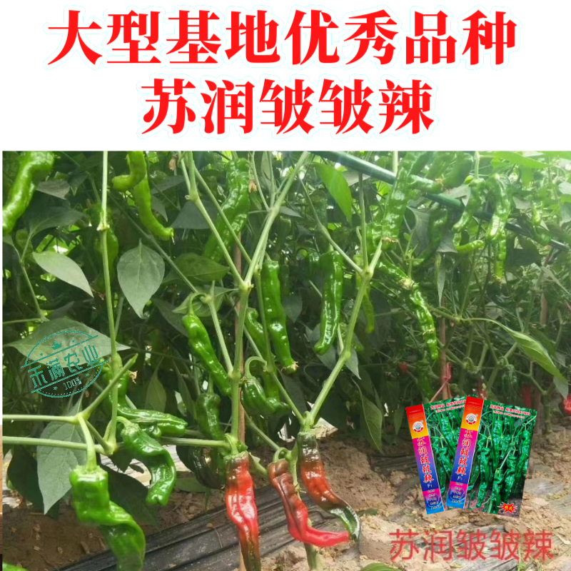 【苏润种业】苏润皱皱辣牛角型皱皮辣椒种子薄皮辣椒基地**