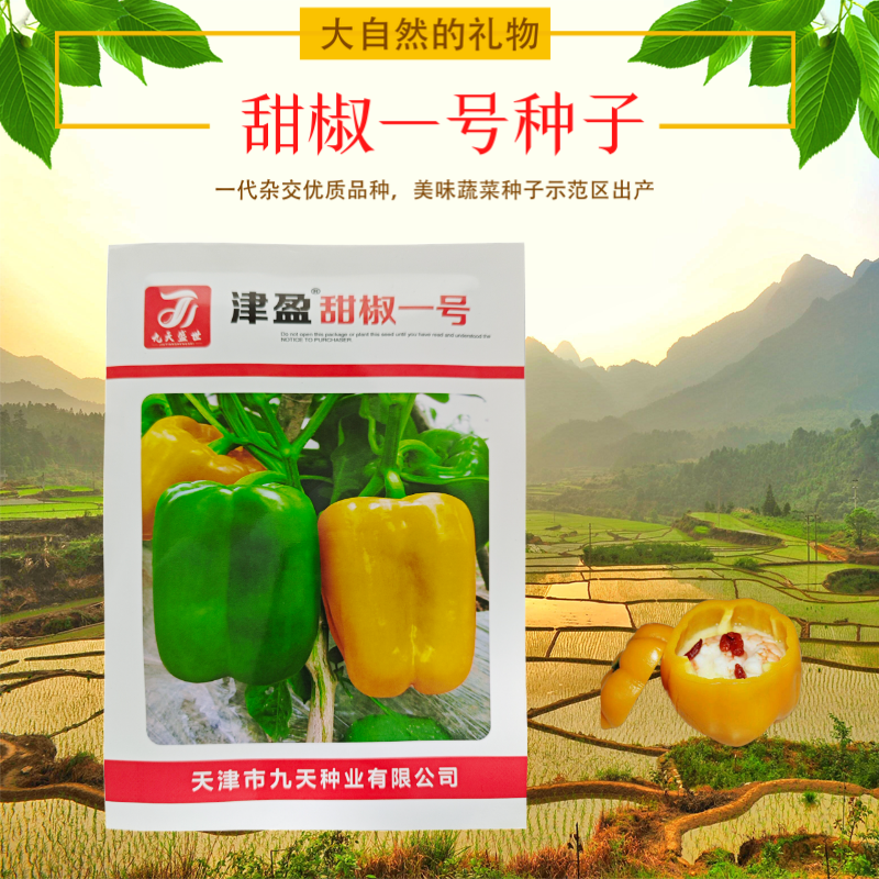 黄色甜椒种子灯笼辣椒阳台四季秧彩椒蔬菜幼苗秧苗菜苗种籽孑