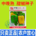 黄色甜椒种子灯笼辣椒阳台四季秧彩椒蔬菜幼苗秧苗菜苗种籽孑