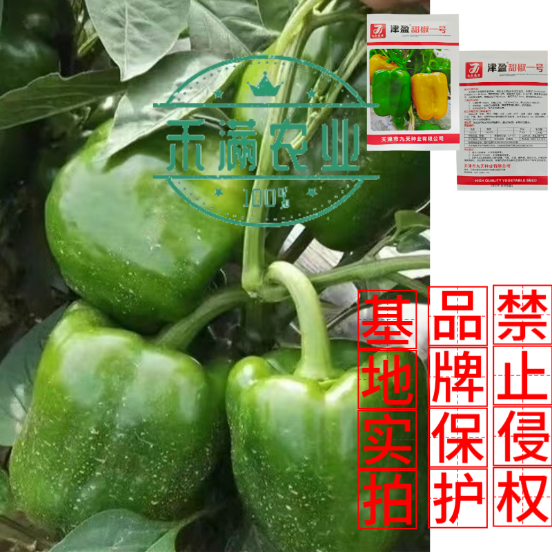 黄色甜椒种子灯笼辣椒阳台四季秧彩椒蔬菜幼苗秧苗菜苗种籽孑