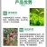 联苯菊酯茶树茶小绿叶蝉茶尺蠖白粉虱红蜘蛛蚜虫菜青虫蓟马