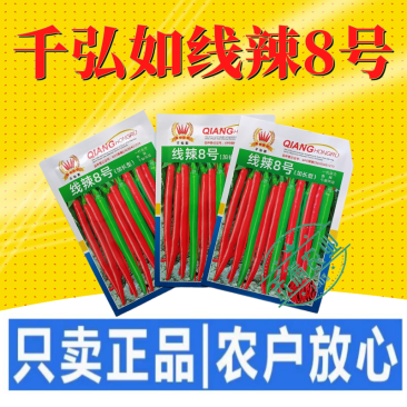 线辣8号基地优品长线椒种子香辣王贵州湖南云南辣椒种籽超长