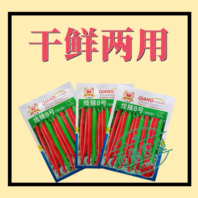 线辣8号基地优品长线椒种子香辣王贵州湖南云南辣椒种籽超长
