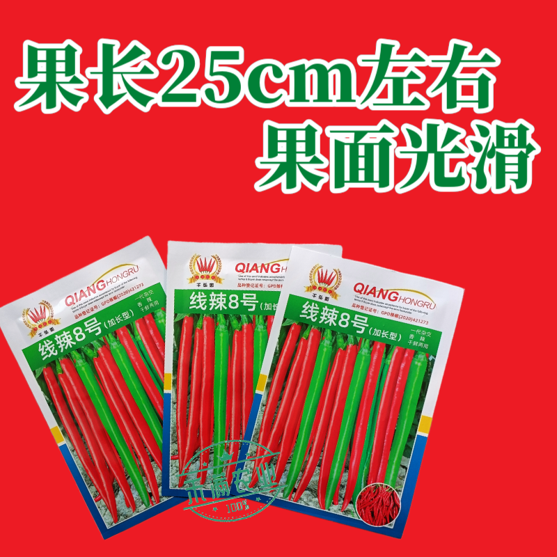 线辣8号基地优品长线椒种子香辣王贵州湖南云南辣椒种籽超长