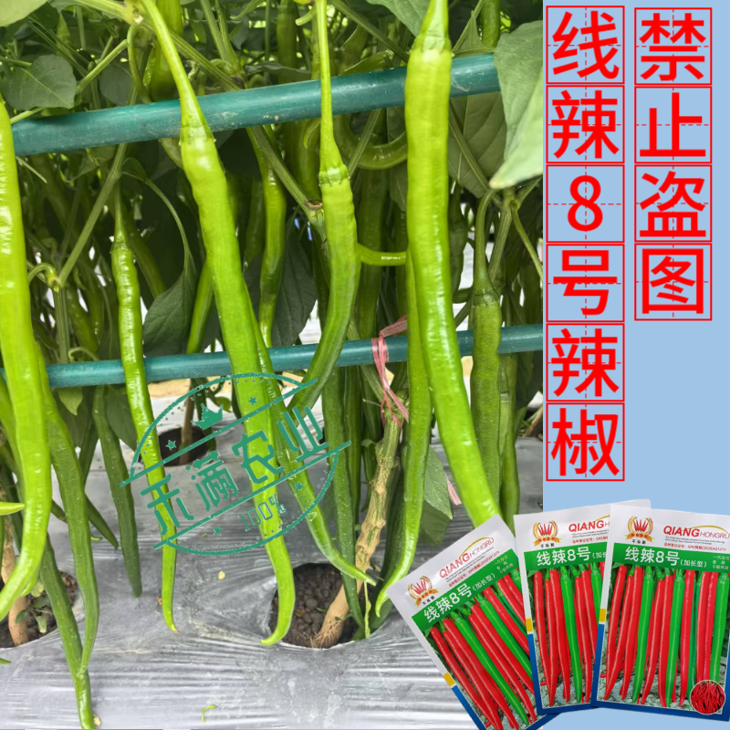 线辣8号基地优品长线椒种子香辣王贵州湖南云南辣椒种籽超长