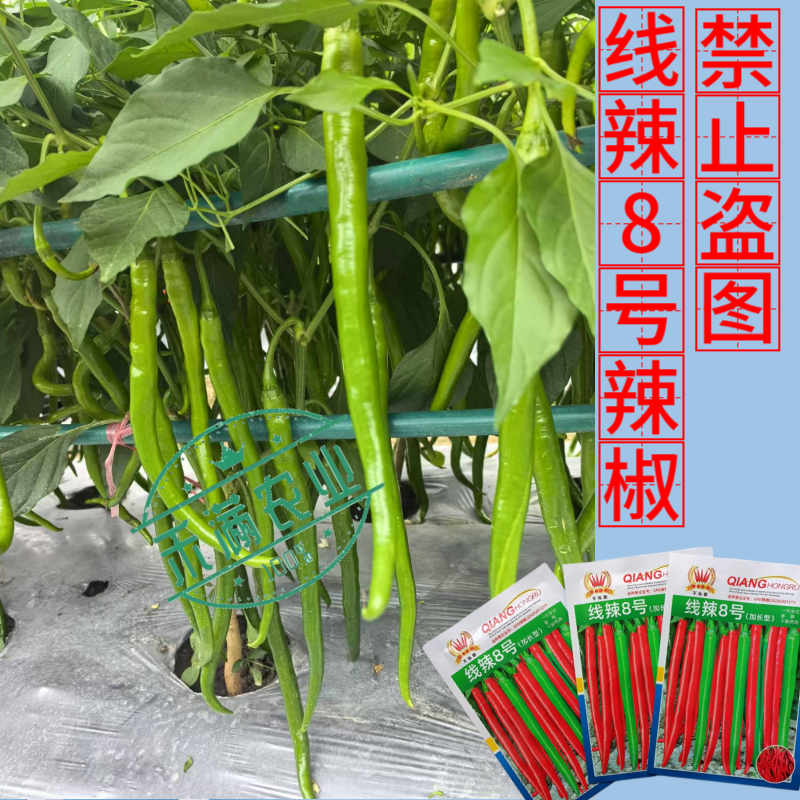 线辣8号基地优品长线椒种子香辣王贵州湖南云南辣椒种籽超长