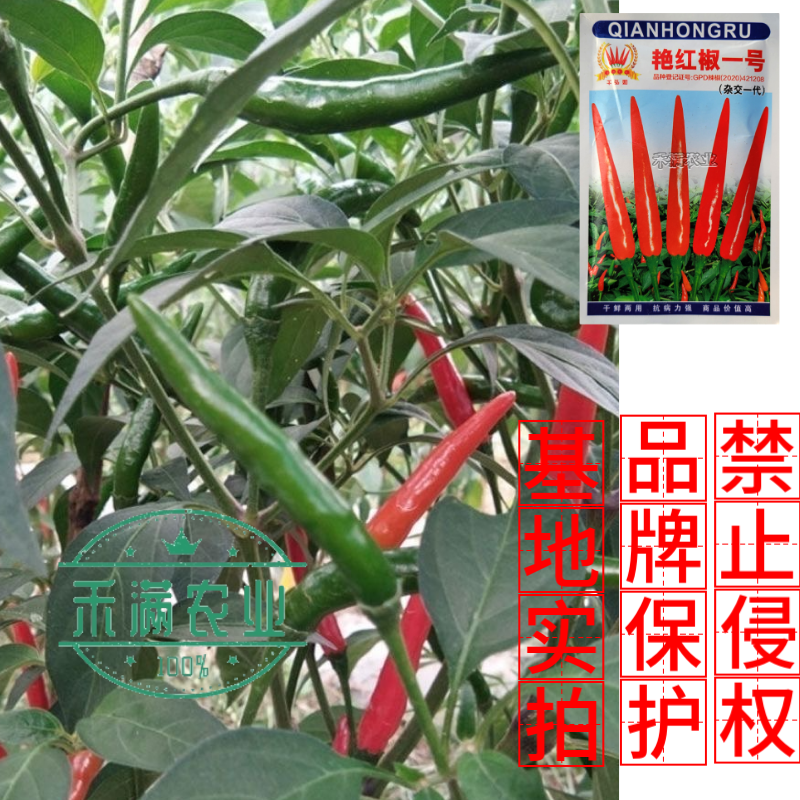 基地优品贵州朝天椒辣椒种子特辣小尖椒小米椒超辣高产四季蔬