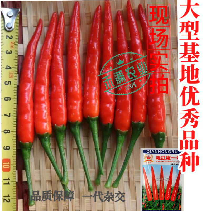 基地优品贵州朝天椒辣椒种子特辣小尖椒小米椒超辣高产四季蔬