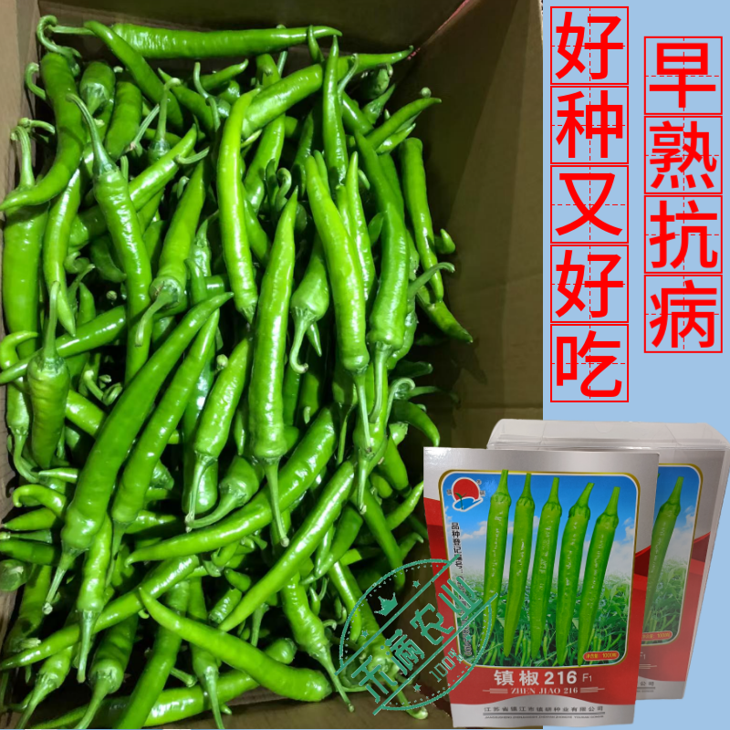 九十月可育苗优质杭椒种子美人椒种籽羊角椒镇椒216高产早
