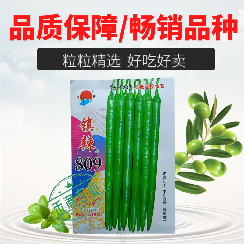 镇研镇辣809线椒种子椒条顺直钝尖厚肉耐运输高产抗病蔬