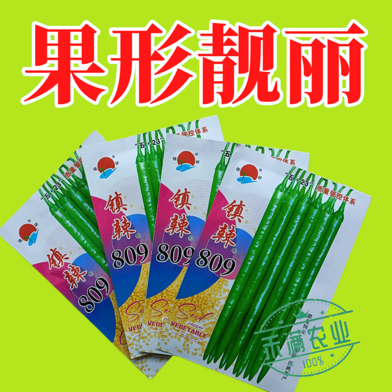 镇研镇辣809线椒种子椒条顺直钝尖厚肉耐运输高产抗病蔬