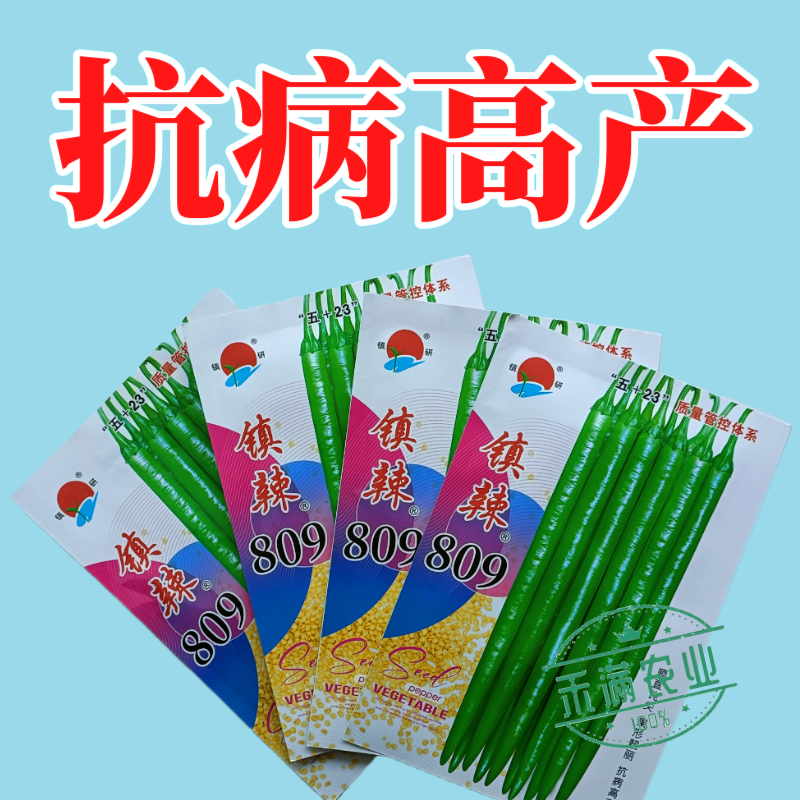镇研镇辣809线椒种子椒条顺直钝尖厚肉耐运输高产抗病蔬