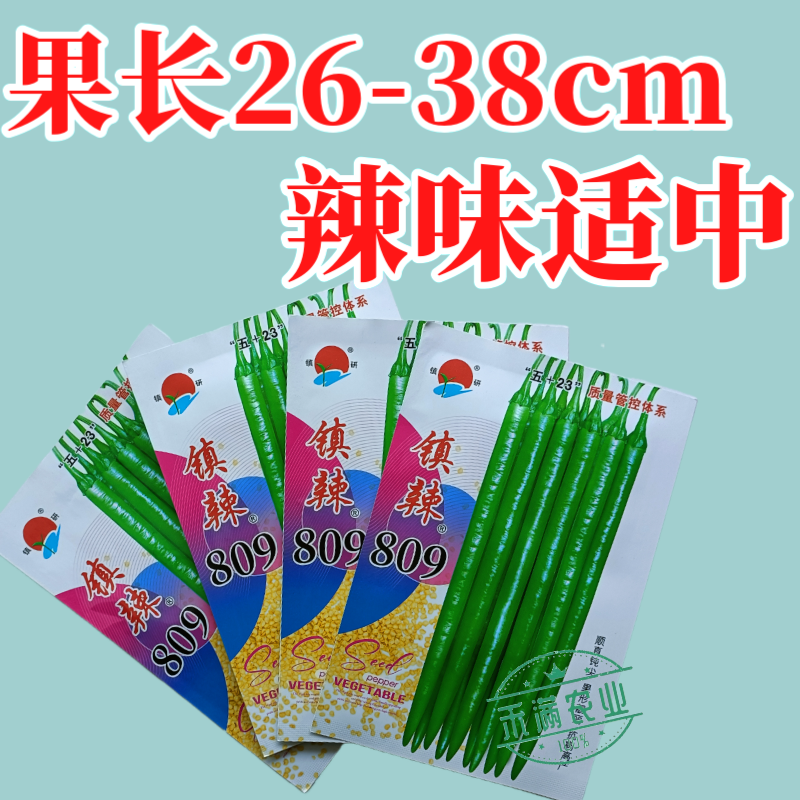 镇研镇辣809线椒种子椒条顺直钝尖厚肉耐运输高产抗病蔬