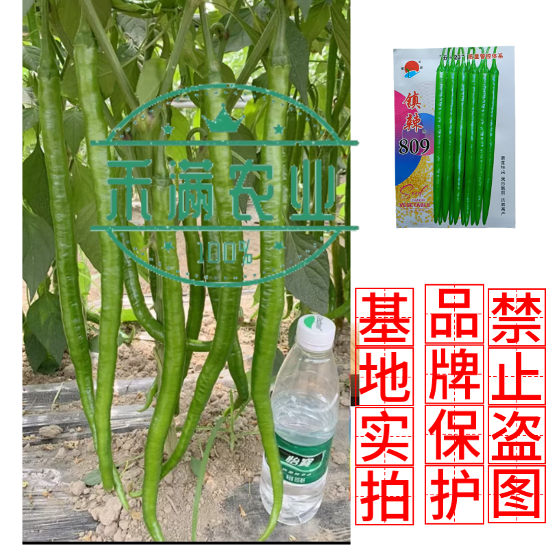 镇研镇辣809线椒种子椒条顺直钝尖厚肉耐运输高产抗病蔬