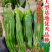 镇研13号大果辣椒种籽薄皮辣椒种子大全春秋季蔬菜种孑四季