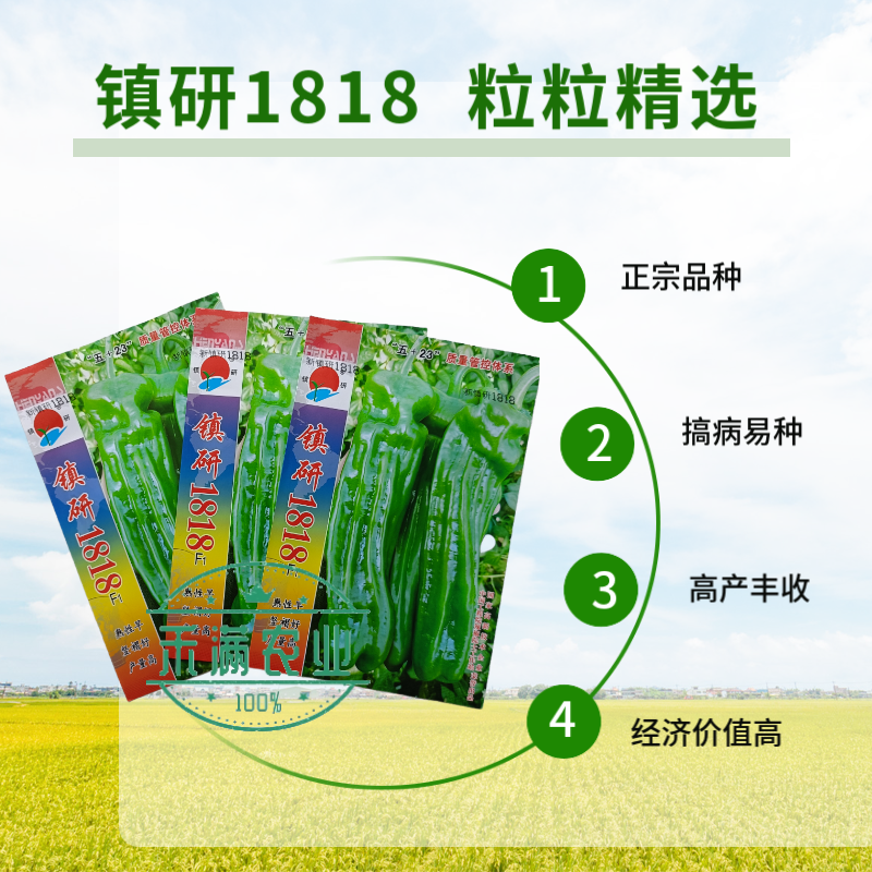 九十月可育苗辣椒院士出品薄皮大果辣椒种子秋季育苗高产早熟
