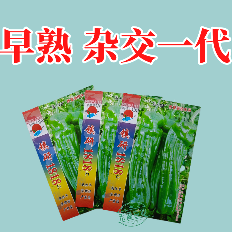九十月可育苗辣椒院士出品薄皮大果辣椒种子秋季育苗高产早熟