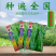 九十月可育苗辣椒院士出品薄皮大果辣椒种子秋季育苗高产早熟