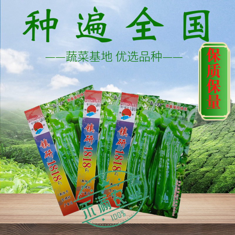 九十月可育苗辣椒院士出品薄皮大果辣椒种子秋季育苗高产早熟