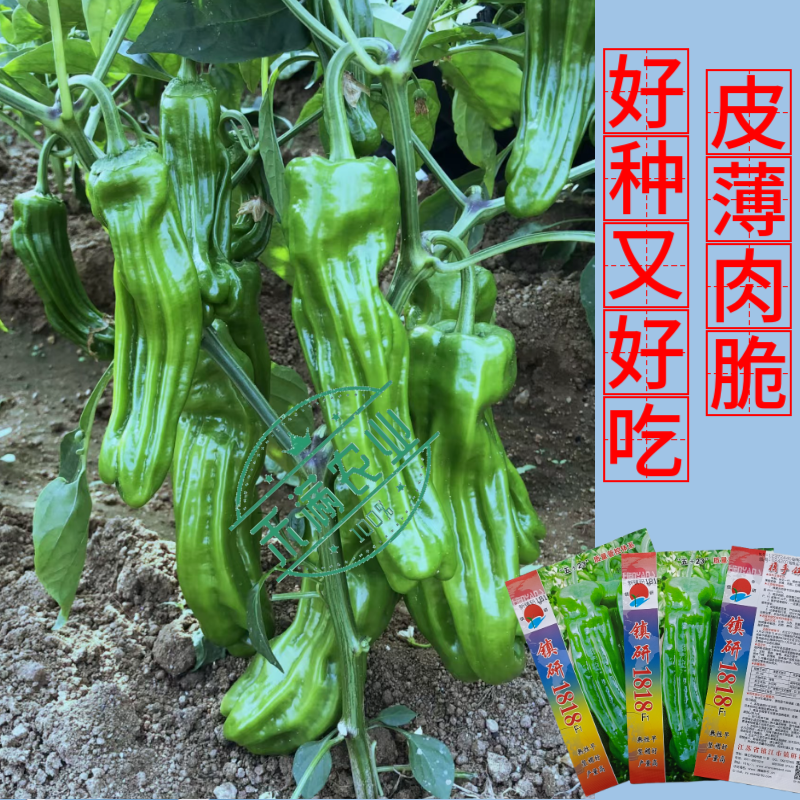 九十月可育苗辣椒院士出品薄皮大果辣椒种子秋季育苗高产早熟