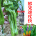 九十月可育苗辣椒院士出品薄皮大果辣椒种子秋季育苗高产早熟