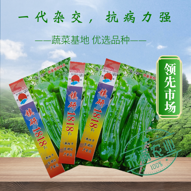 九十月可育苗辣椒院士出品薄皮大果辣椒种子秋季育苗高产早熟